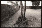 Exposed Roots, Churchyard.jpg (74294 bytes)