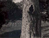 Vicksburg Tree.jpg (63426 bytes)